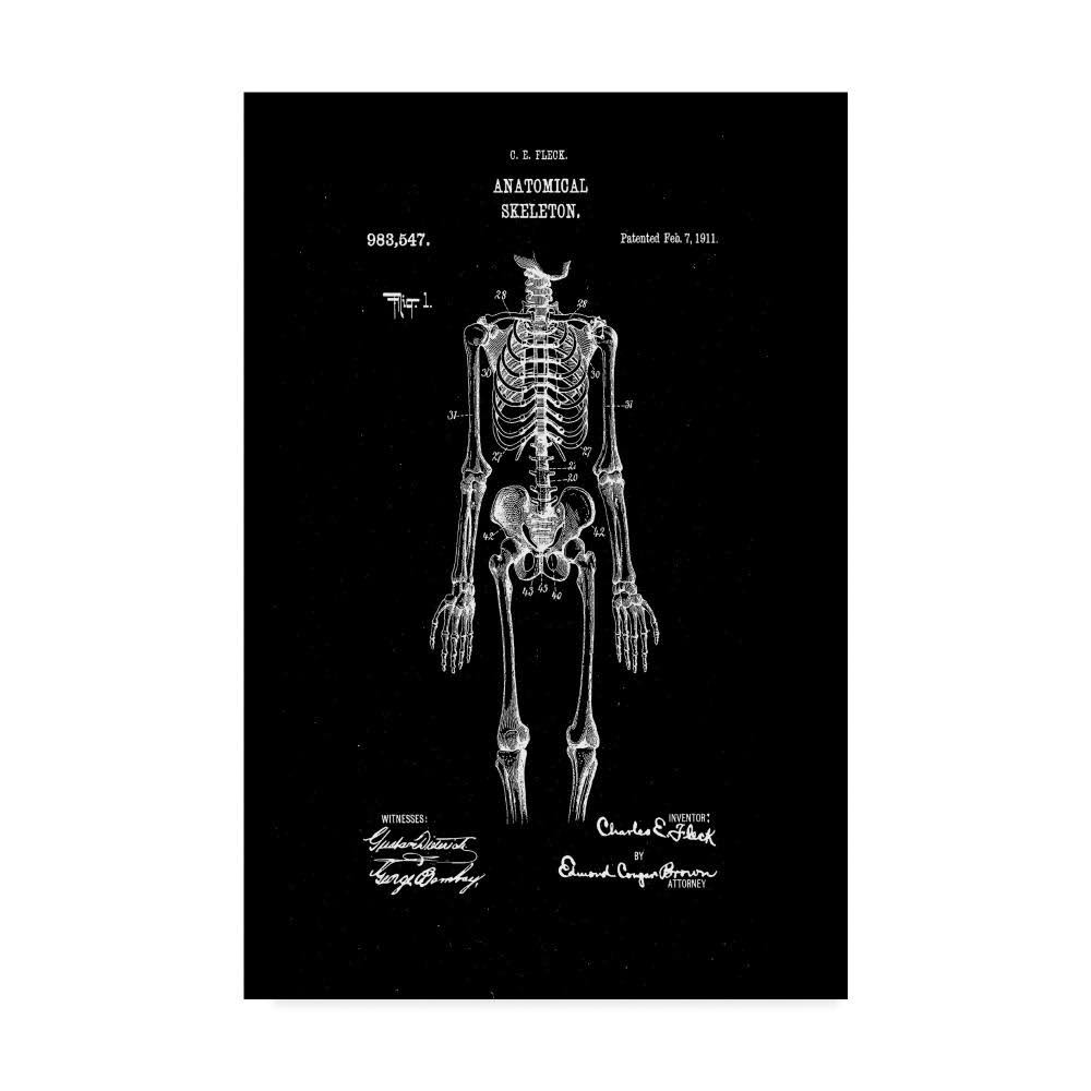 Anatomical Skeleton Art Print L327362