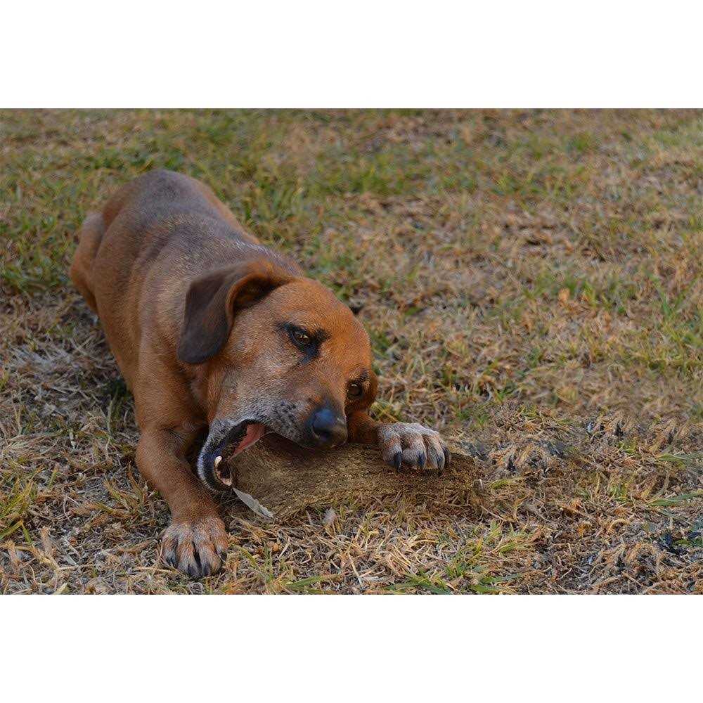 Elk Antlers for Dogs S189120