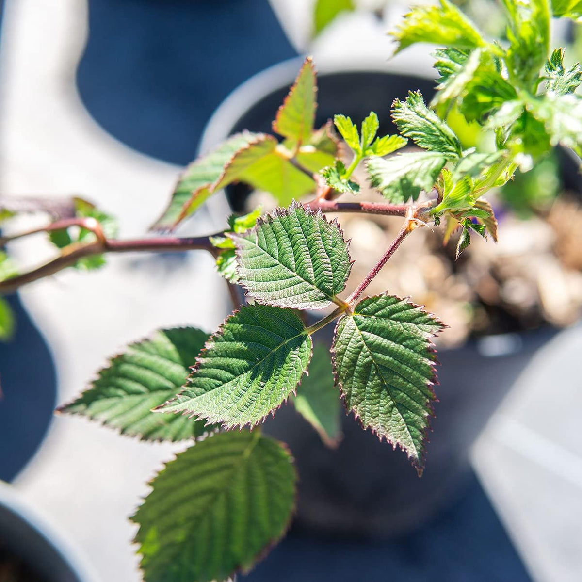Thornless BlackBerry Bush 1 Gal. Pot B174975