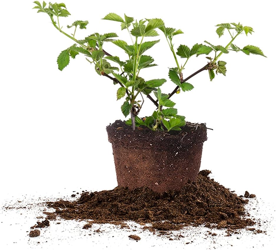 Thornless BlackBerry Bush 1 Gal. Pot B174975