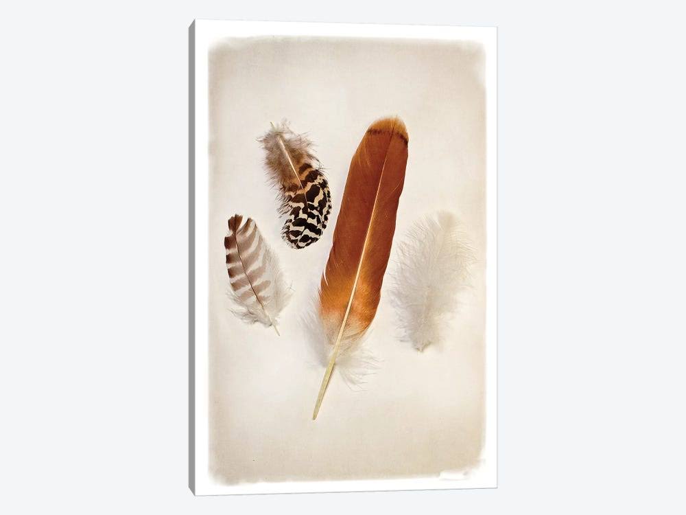 Canvas Wall Decor Prints - Feather Group I K439524
