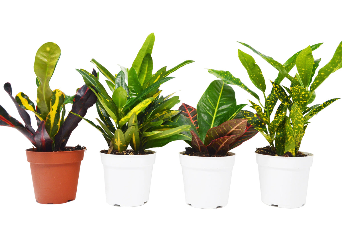 4 Croton Variety Pack Live Plant P67229