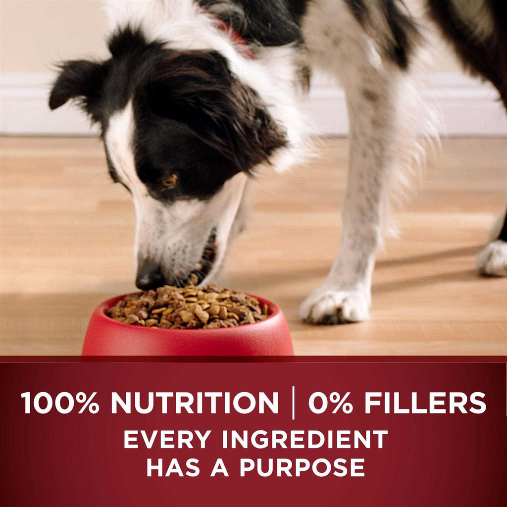 Dry Dog Food Y447314