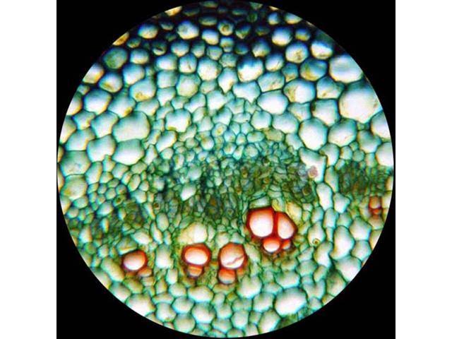 40X-1000X Biological Compound Microscope N4367