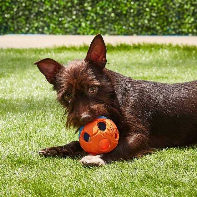 LED Dog Ball E7481