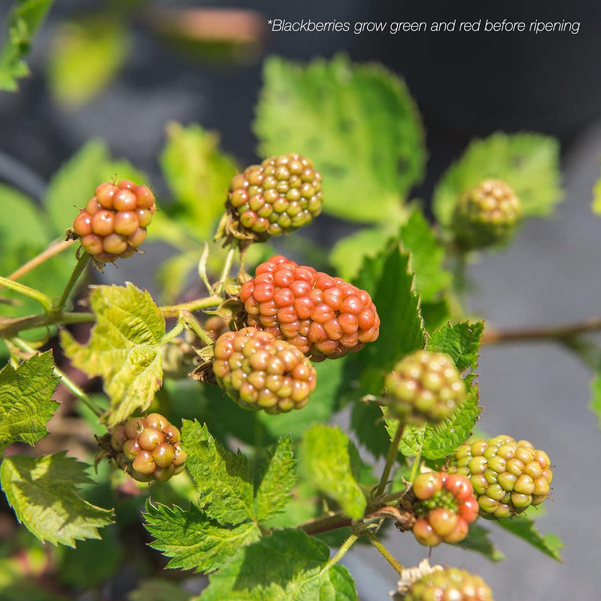 Thornless BlackBerry Bush 1 Gal. Pot B174975