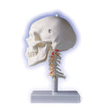 Anatomical Human Skull with Cervical Spine X728