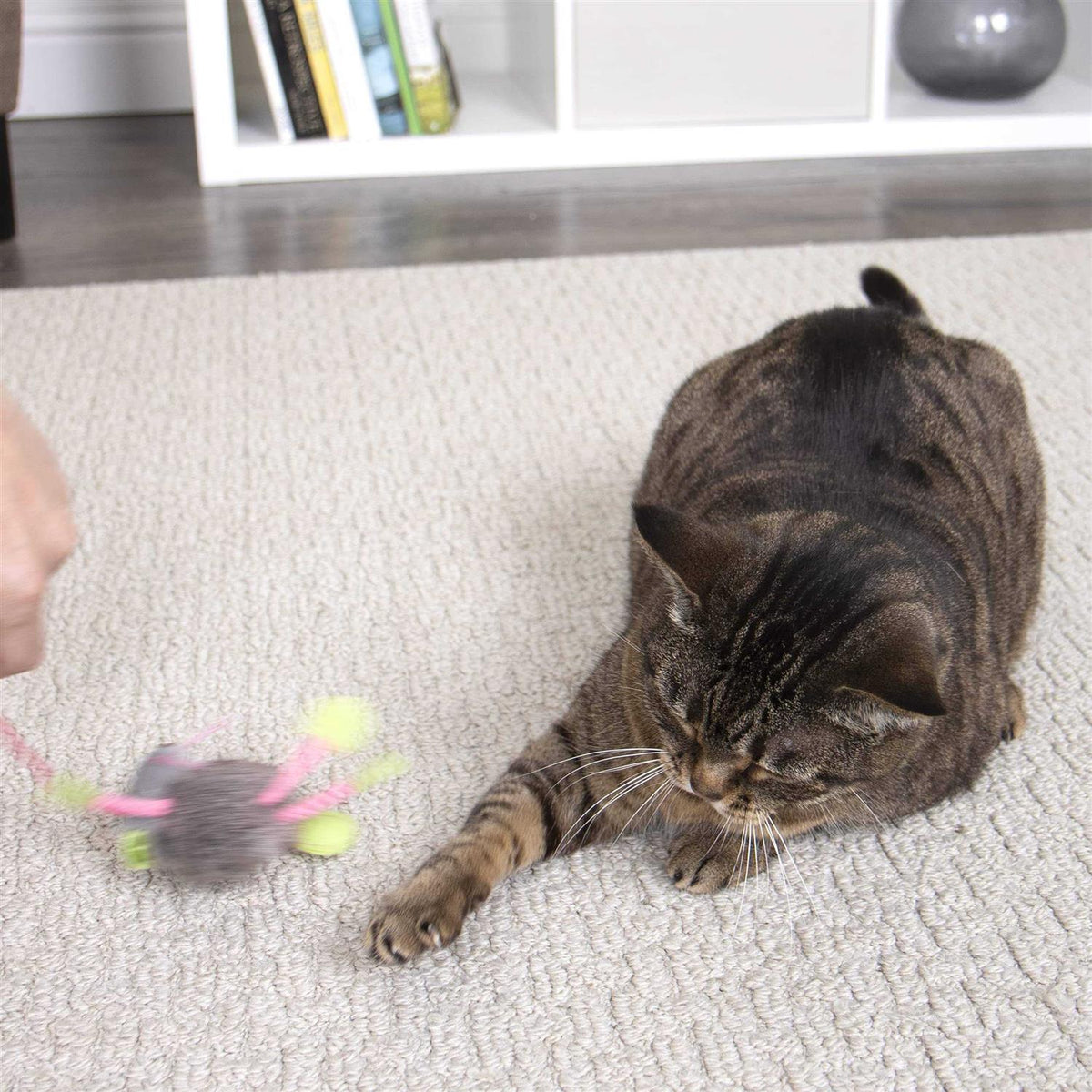 Cat Toy B516576